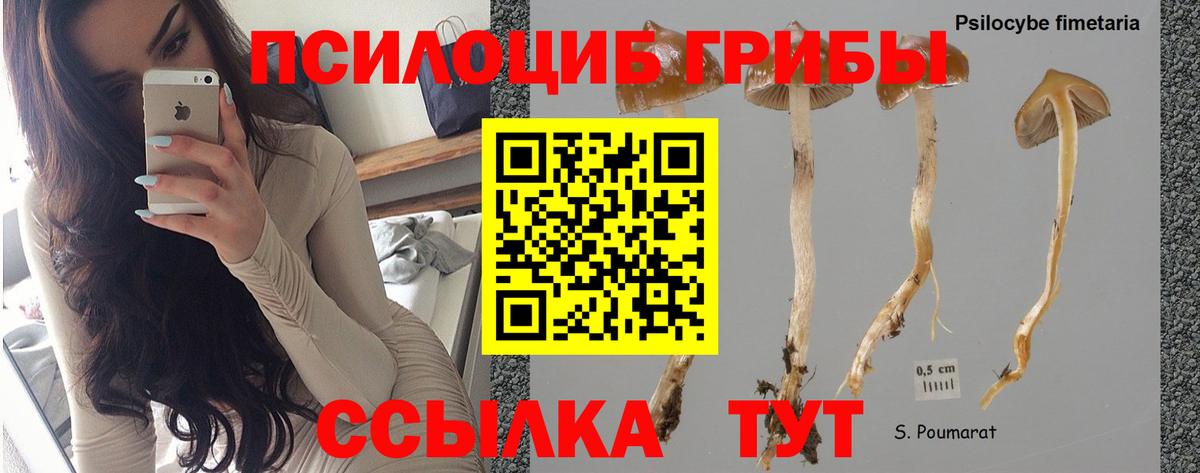 Галлюциногенные грибы прущие грибы Сафоново